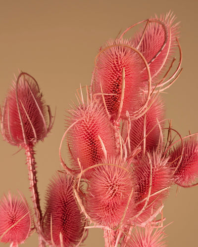 Gedroogde Kaardebol (Dipsacus) – Lichtroze