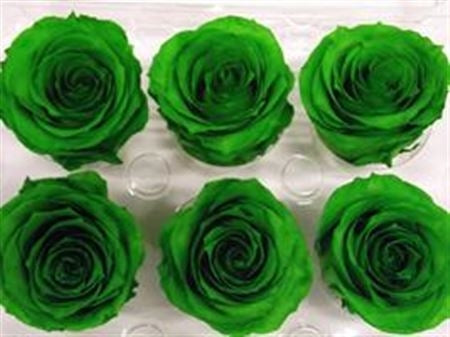 Geconserveerde green forest Rozen in een cadeaubox