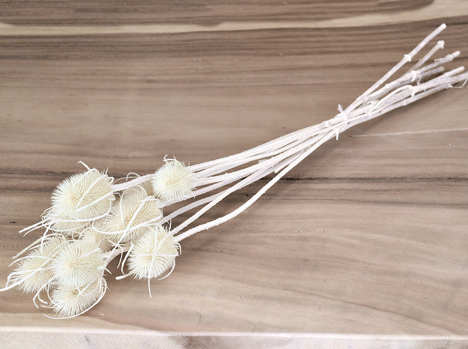 Cardoen Distel bleichte 70 cm