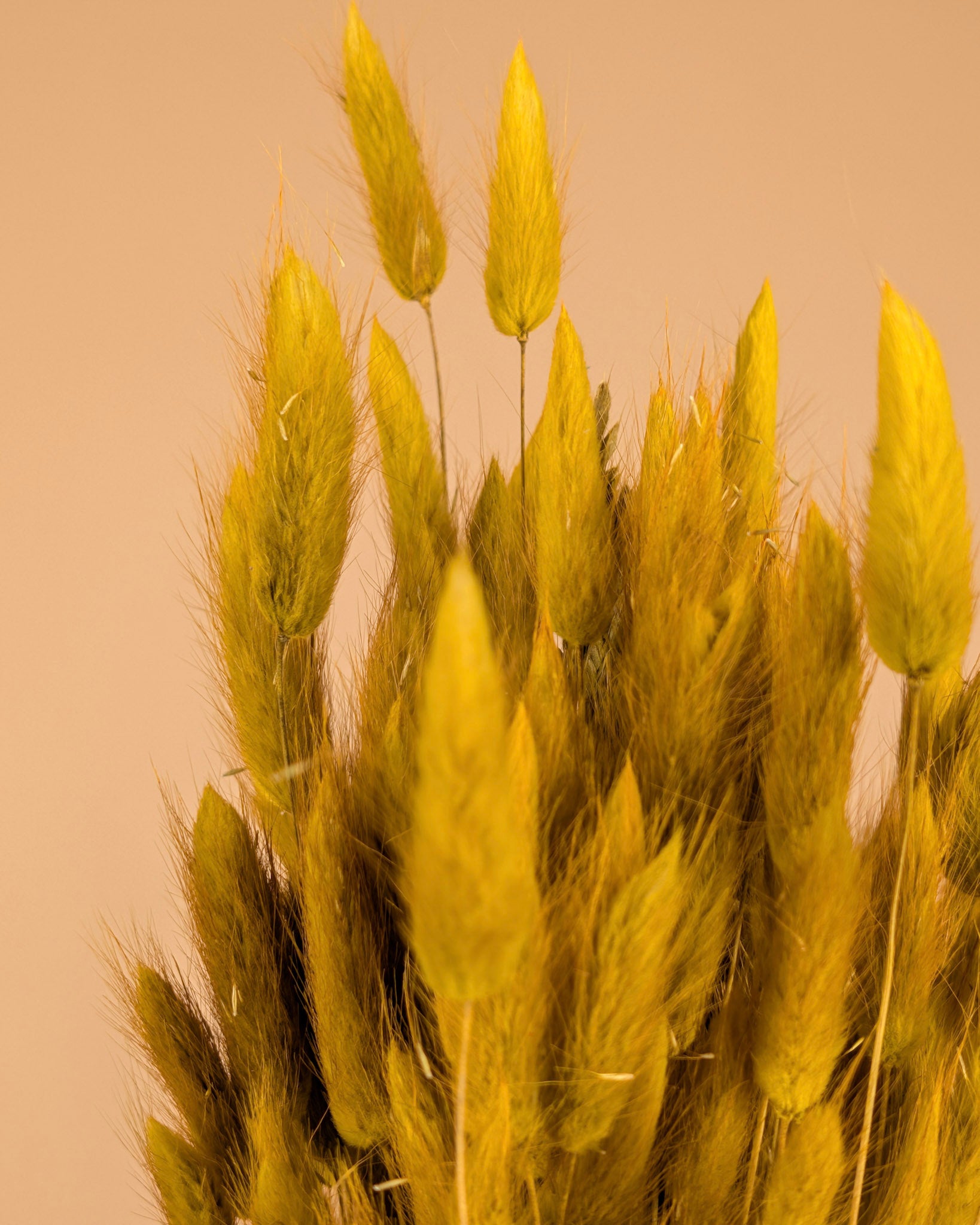 Botao Botton Dark blue dried