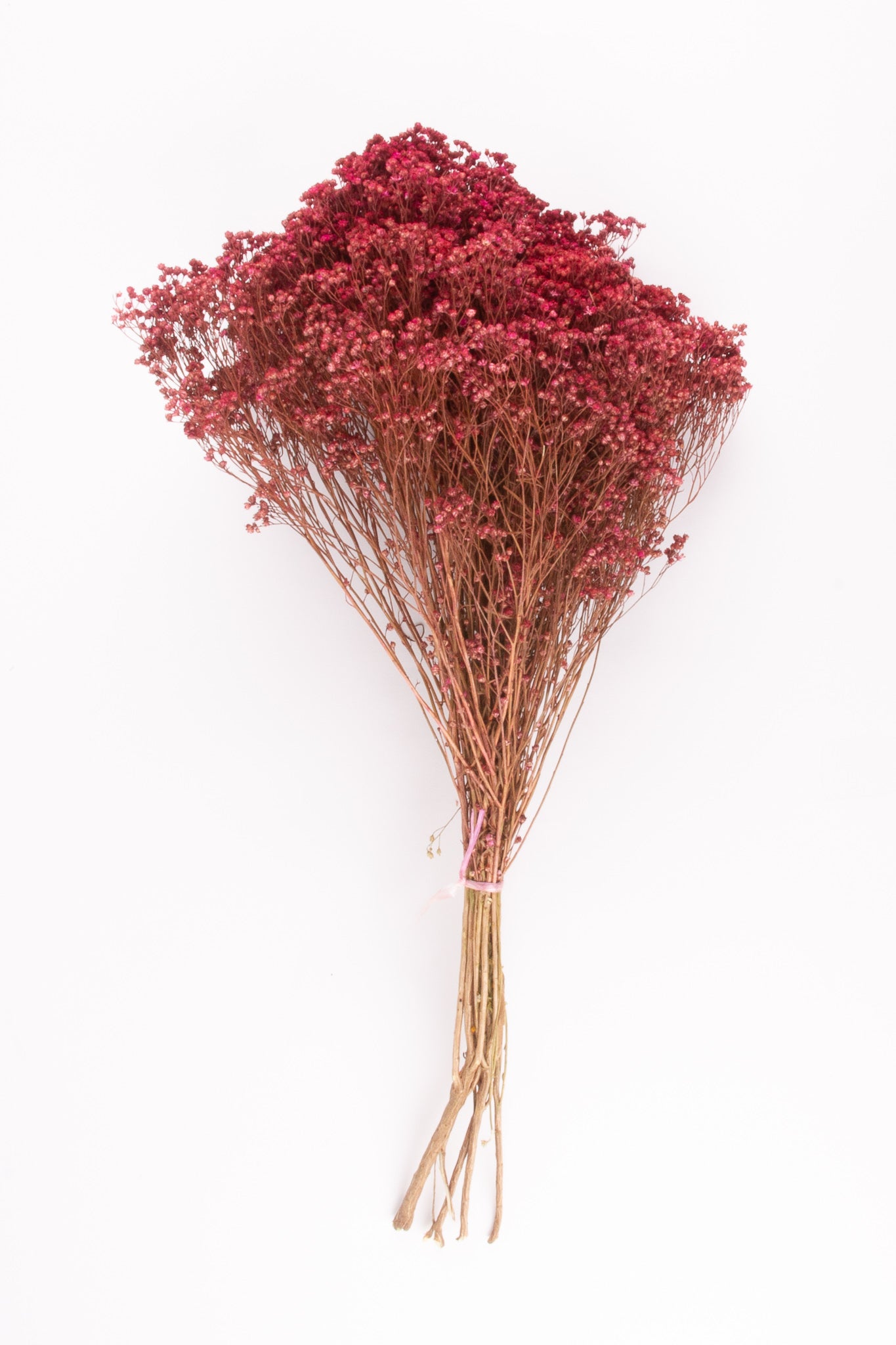 Gedroogde Broom bloom donker roze