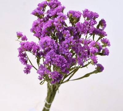 Gedroogde statice sinuata – lila
