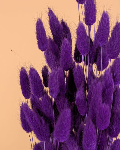 Botao Botton Dark blue dried