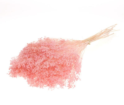 Gedroogde broom bloom – gebleekt licht roze