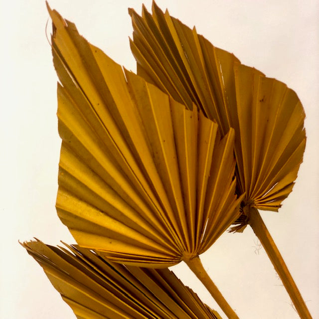 Palm Spear Ochère Jaune