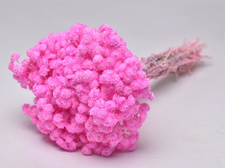 Dried Helichrysum Immortelle Pink