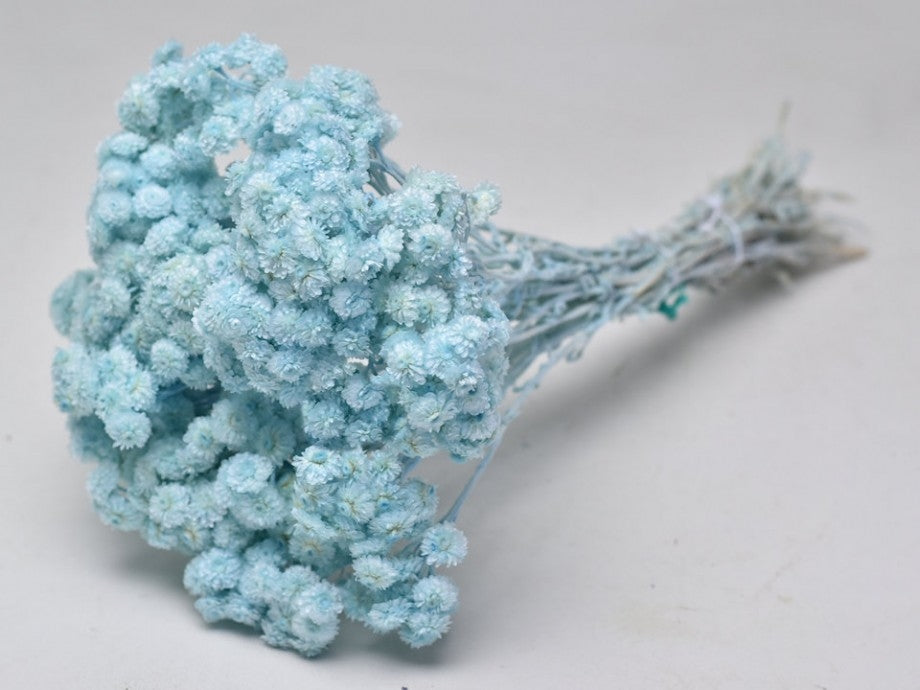 Dried Helichrysum Immortelle Blue