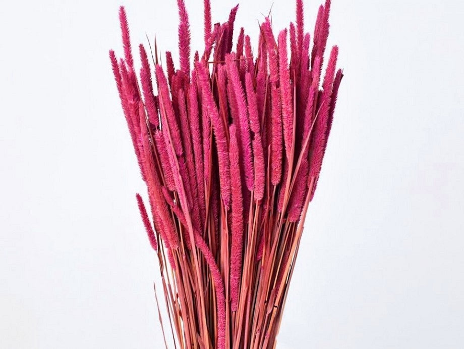 Gedroogde Phleum Pratensis donker roze 150 gram