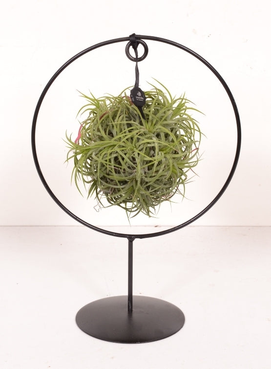 Tillandsia groen in een design ring op voet