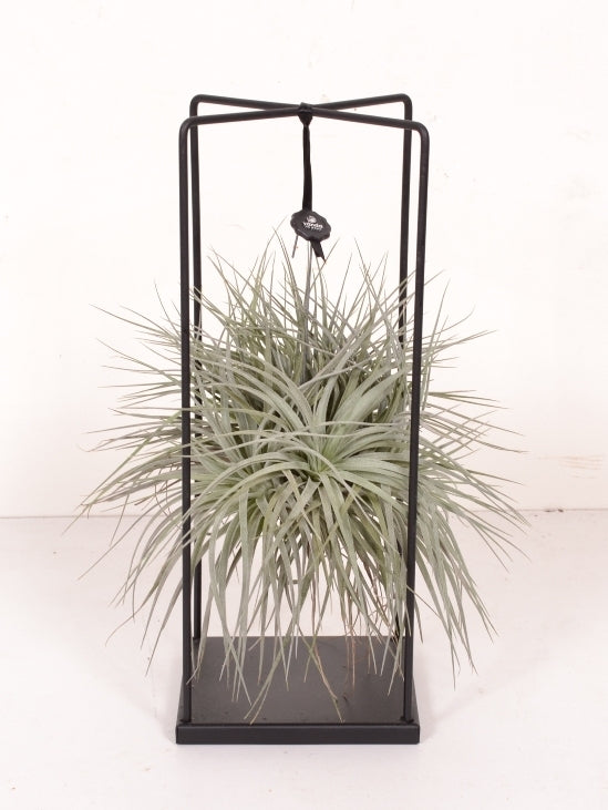 Tillandsia zilver in een metalen frame op voet