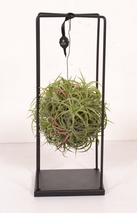 Tillandsia groen in een metalen frame op voet