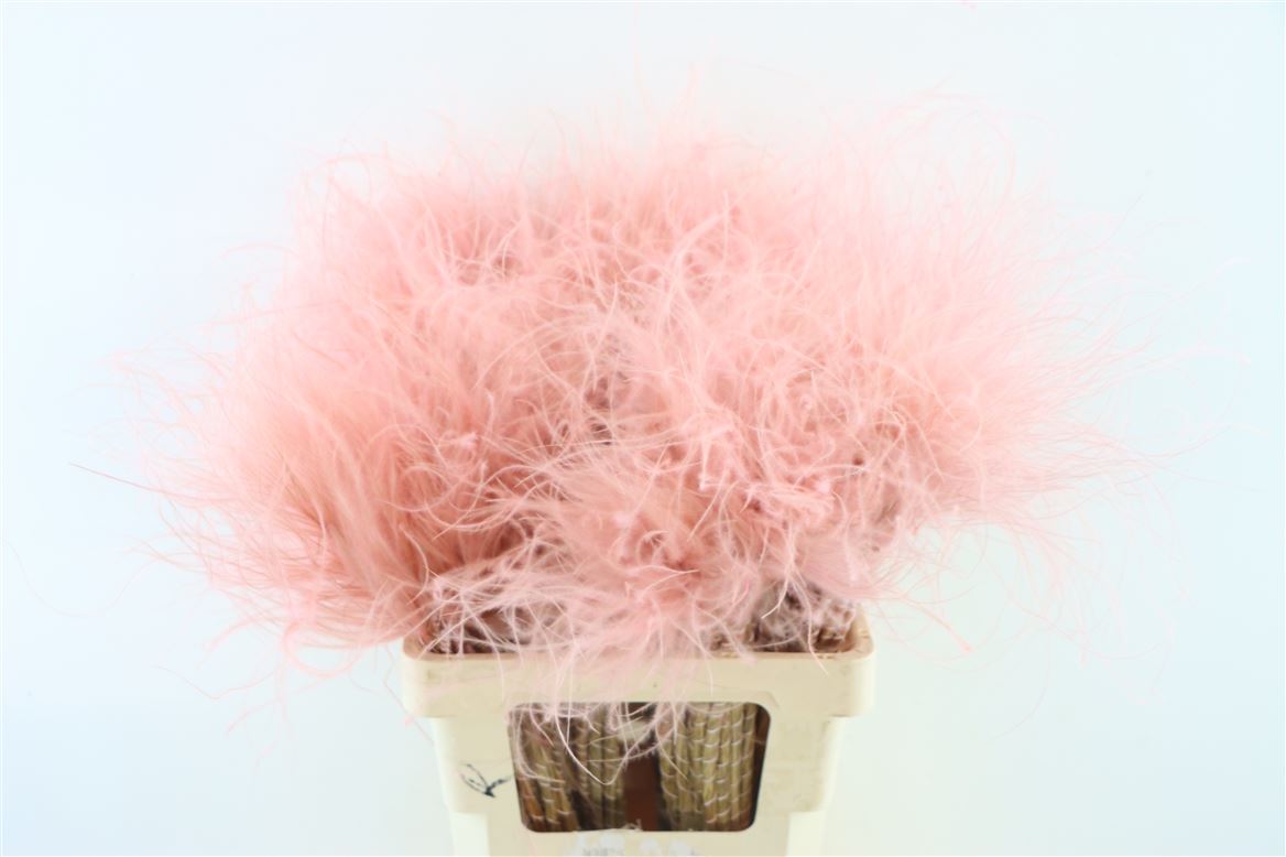 Dried Stypa Penata Pink