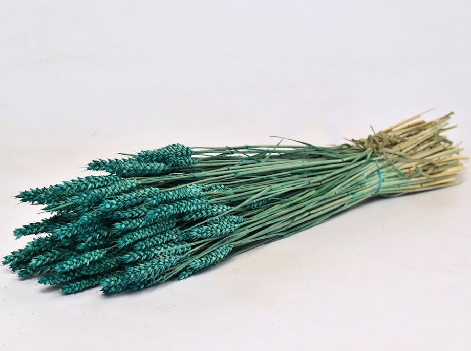 Dried wheat petrol green