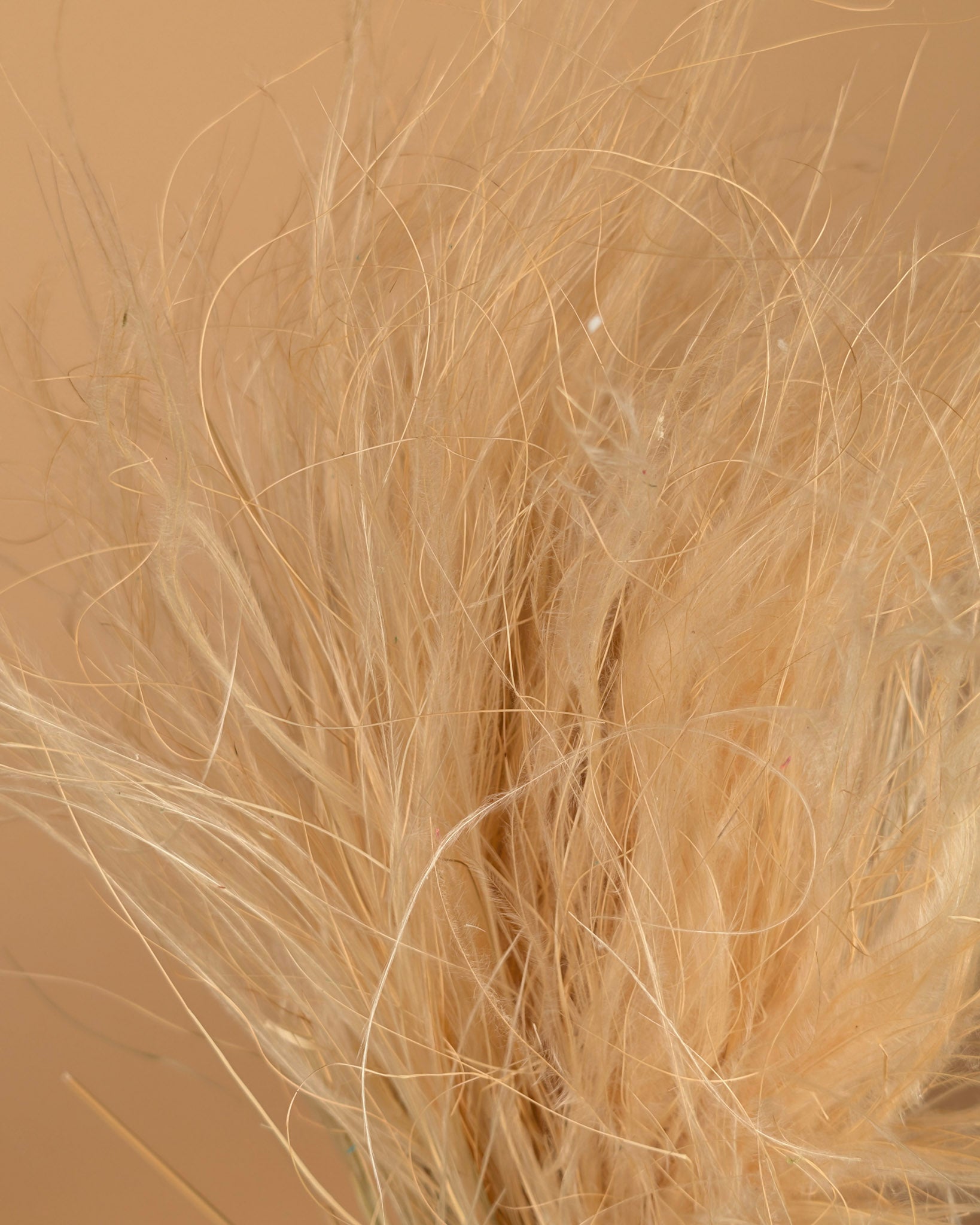 Stypa Penata Naturel