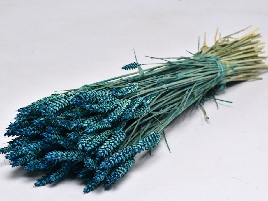 Dried wheat blue