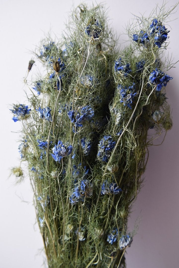 Gedroogde nigella bloem – blauw