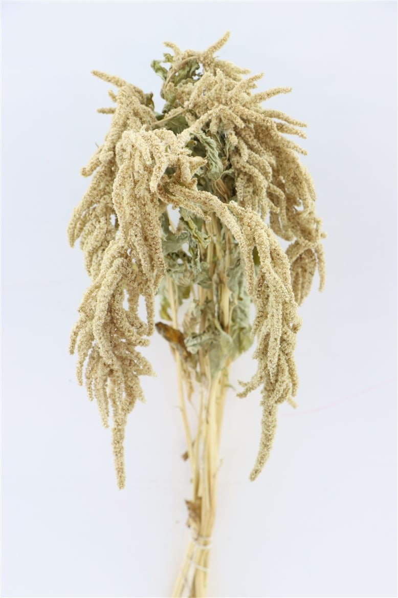 Dried Amaranthus Caudatus Green