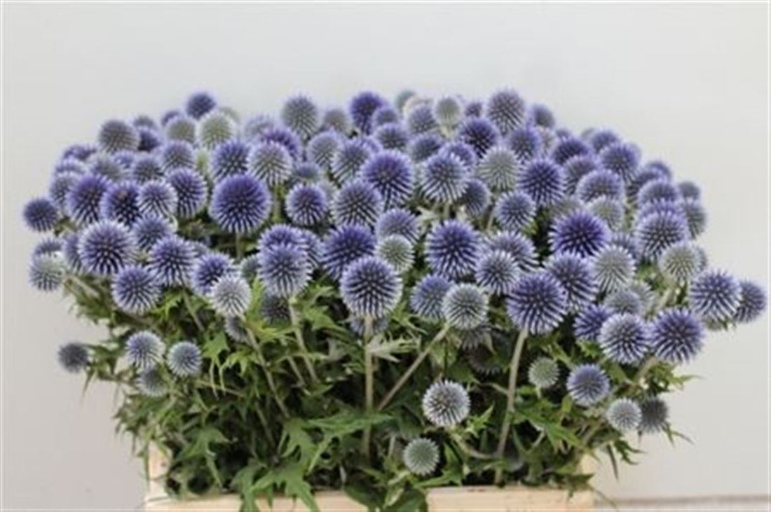 10 Echinops Ritro