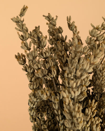 Botao Botton Dark blue dried