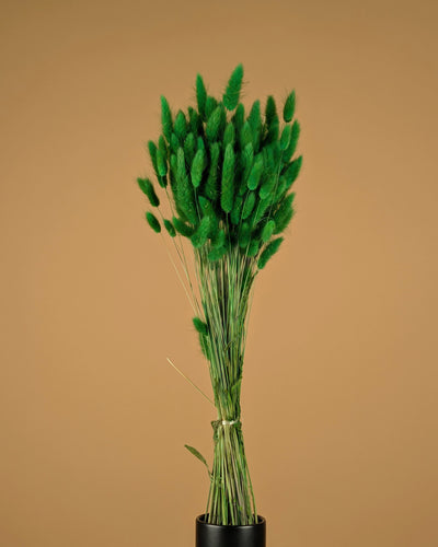 Dried Lagurus Ovatus Green