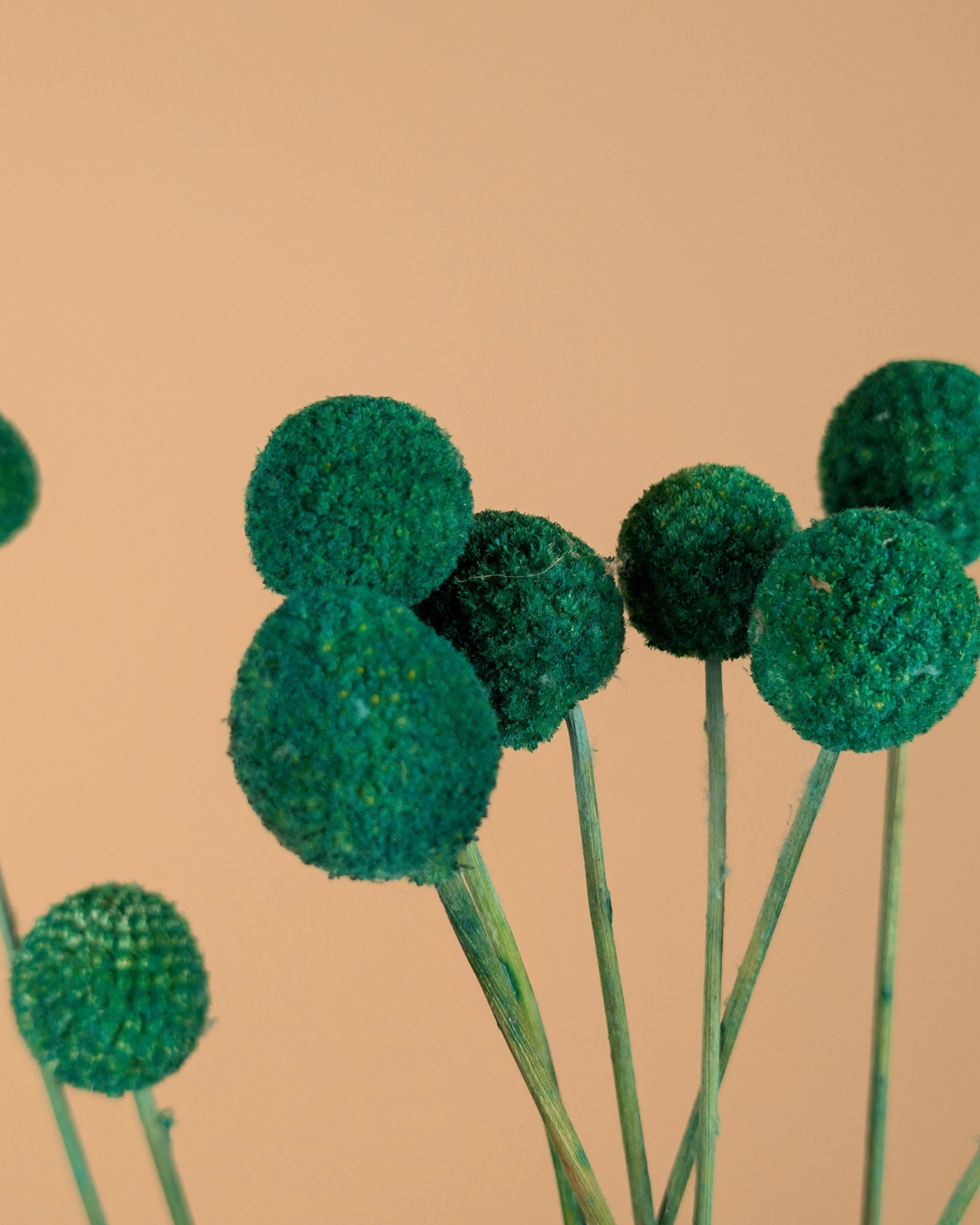 Craspedia Green Dried (Billy Button)