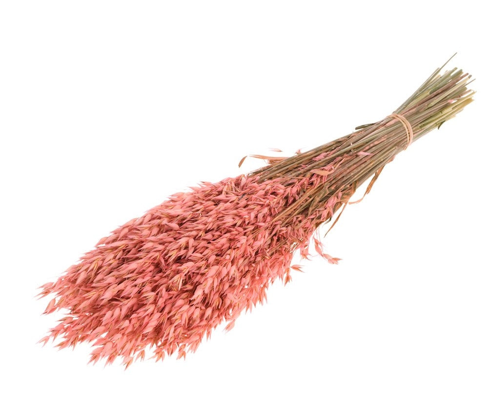 Getrockneter Hafer (Avena) rosa farbig