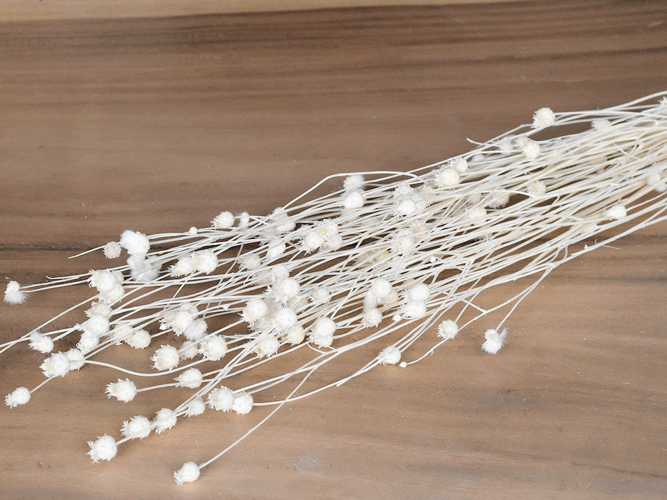 Centauro bleichte 90 cm