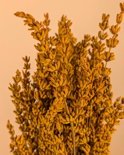 Botao Botton dunkelblau getrocknet