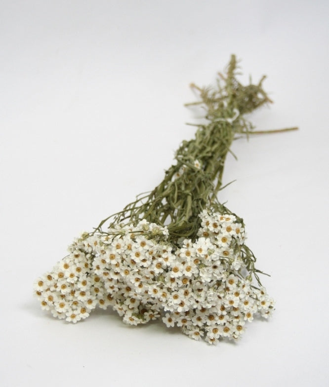 Dried Ixodia White 40 cm