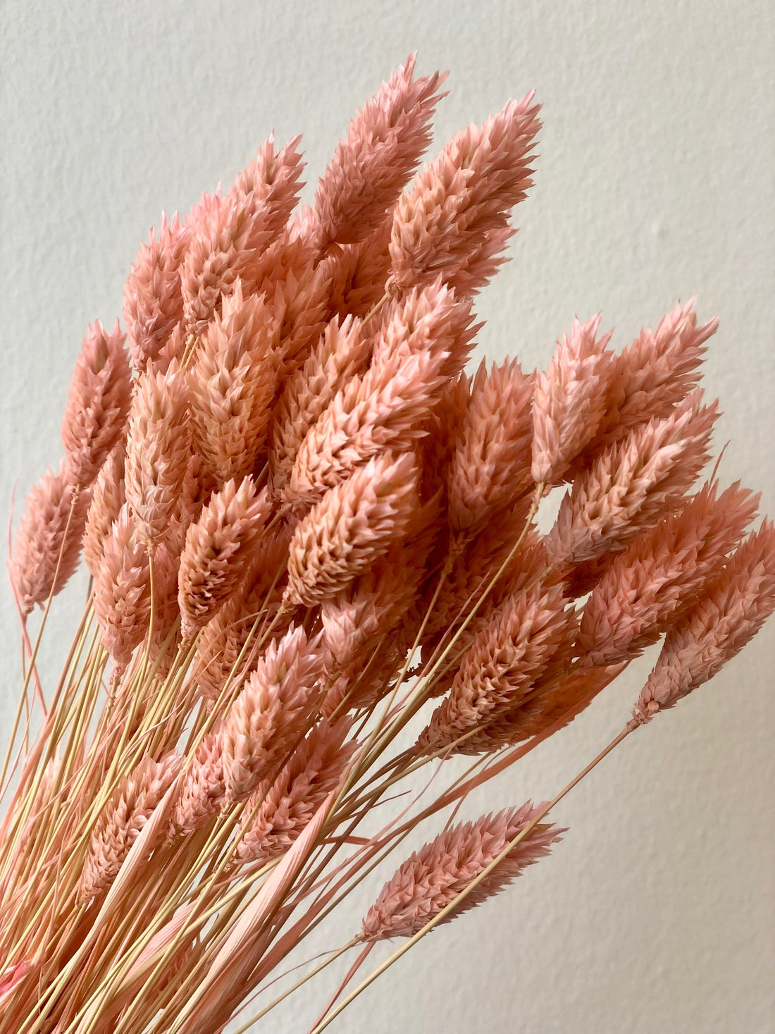 Gedroogde Phalaris gebleekt licht roze