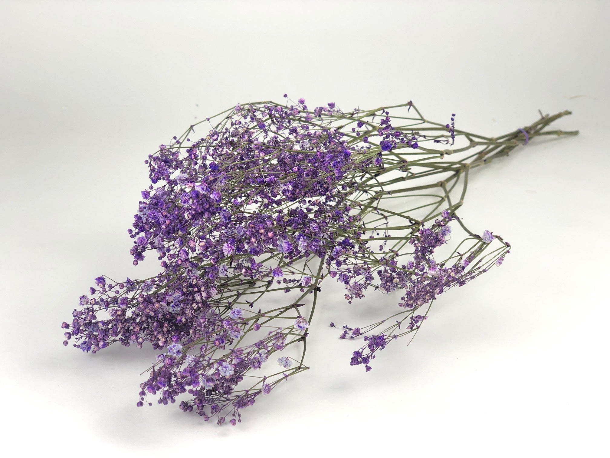 Gypsophila milka dried (gypsum)