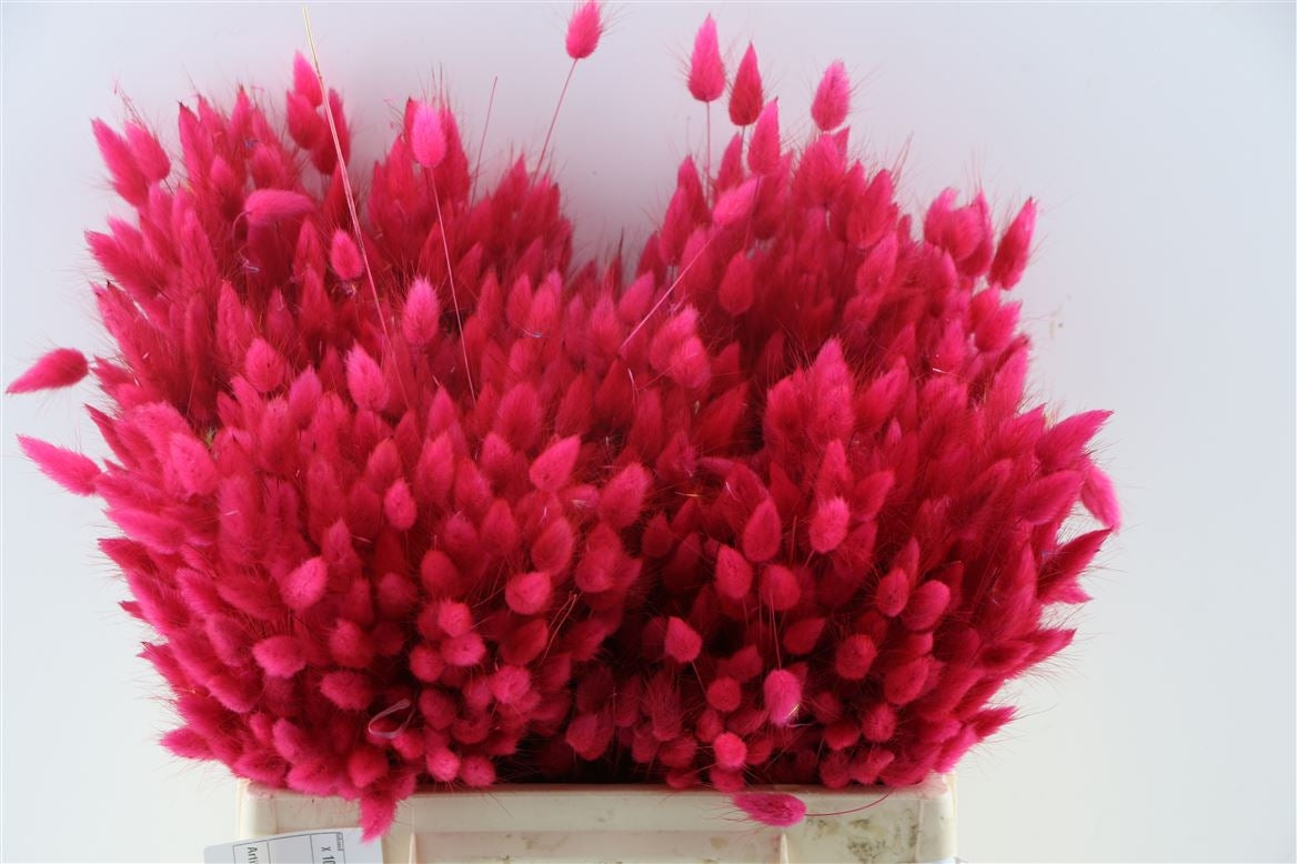 Dried Lagurus Ovatus Cerise