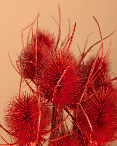 Getrocknete Cardoon Distel Oranje gemalt