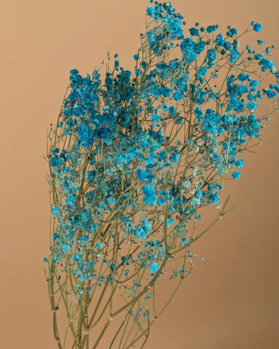 Gipspraid (Gypsophilie) Aqua Blau getrocknet