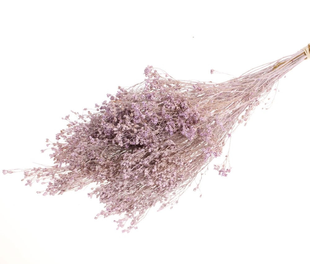 Gedroogde Broom bloom lilac misty