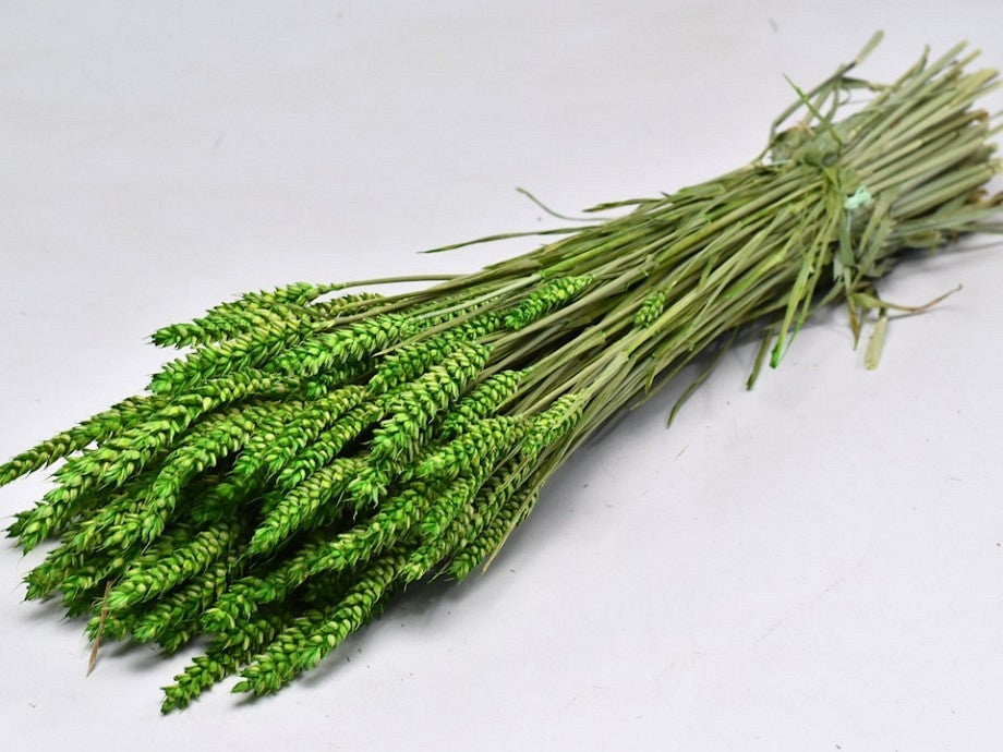 Dried Wheat Green (Triticum)