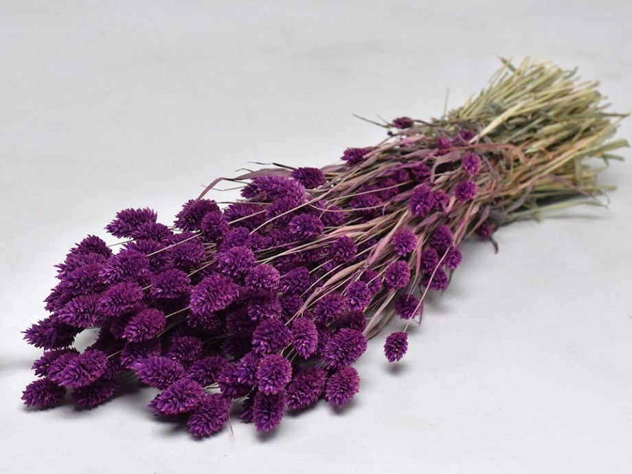 Dried Phalaris colored purple