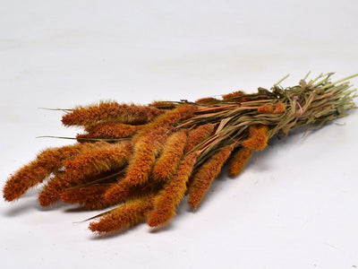 Dried Setaria Orange