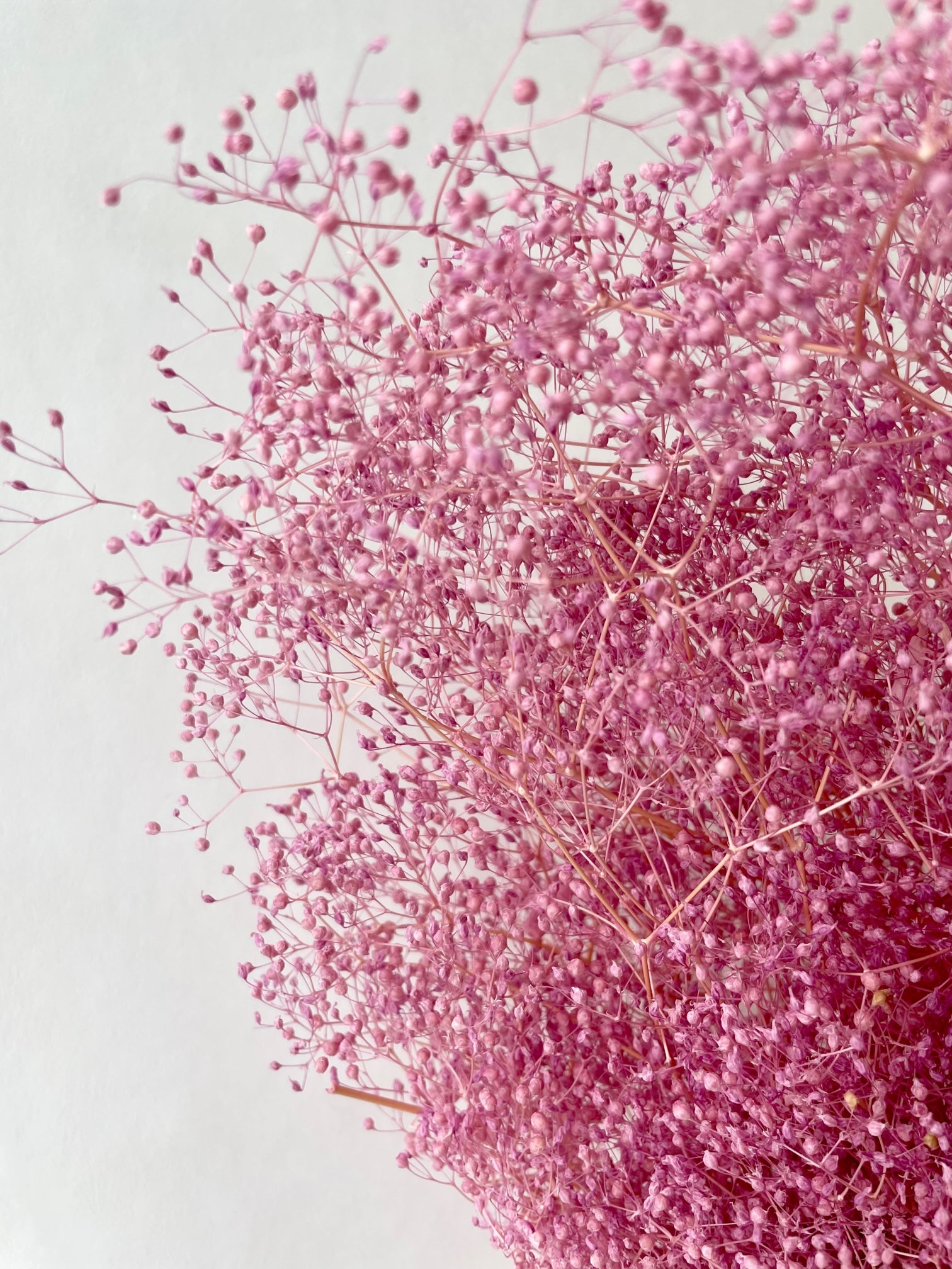 Mini Gypsophila Pink erhalten (Gypsum)