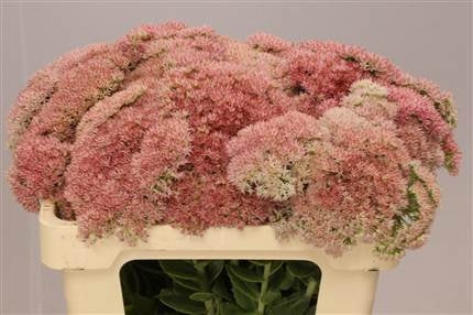 5 Sedum