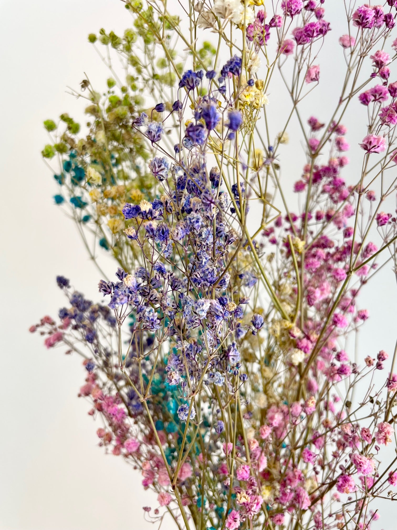 Gypsophila séché Rainbow (GIPSPRAID) - Diverses couleurs