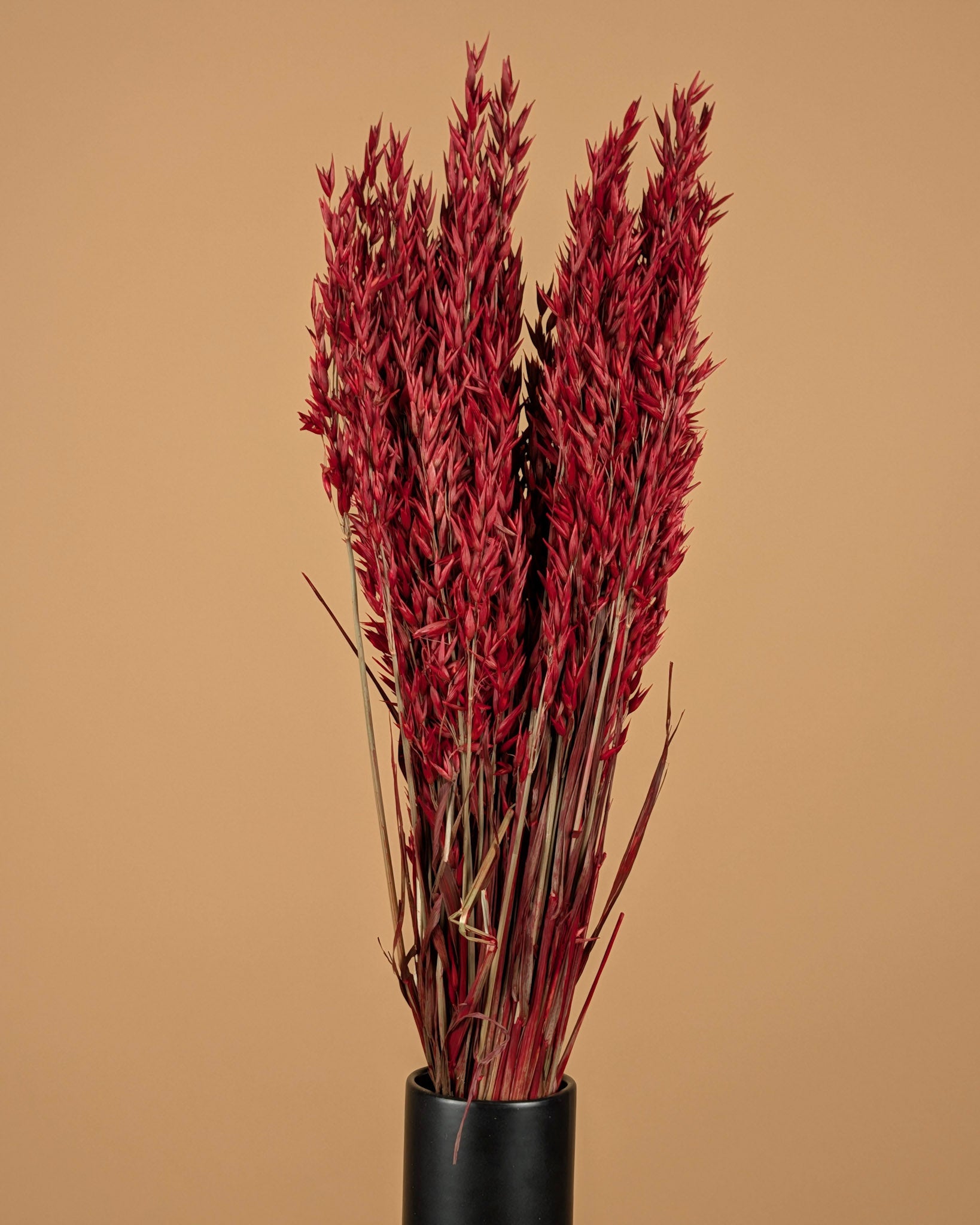 Gedroogde haver (avena) – rood