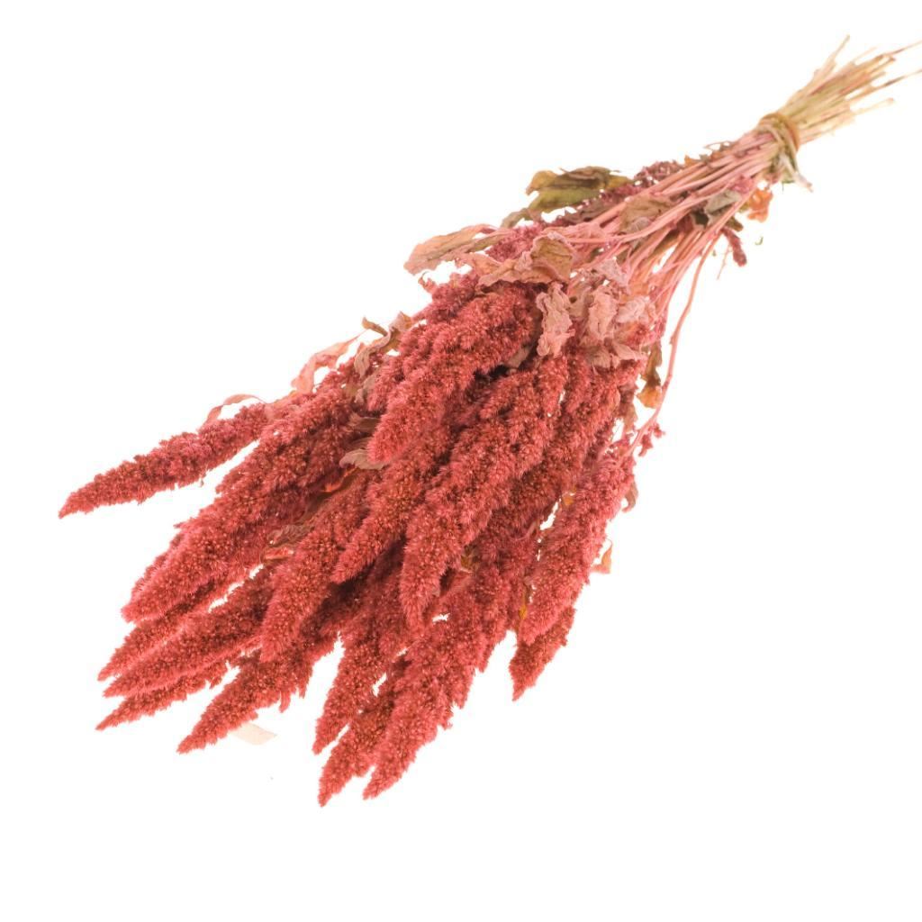 Gedroogde amaranthus – roze