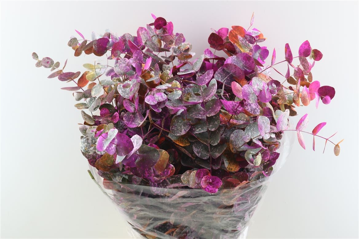 Eucalyptus Cinerea Picasso oranje per bos