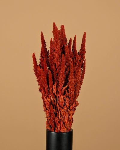Gedroogde amaranthus – oranje