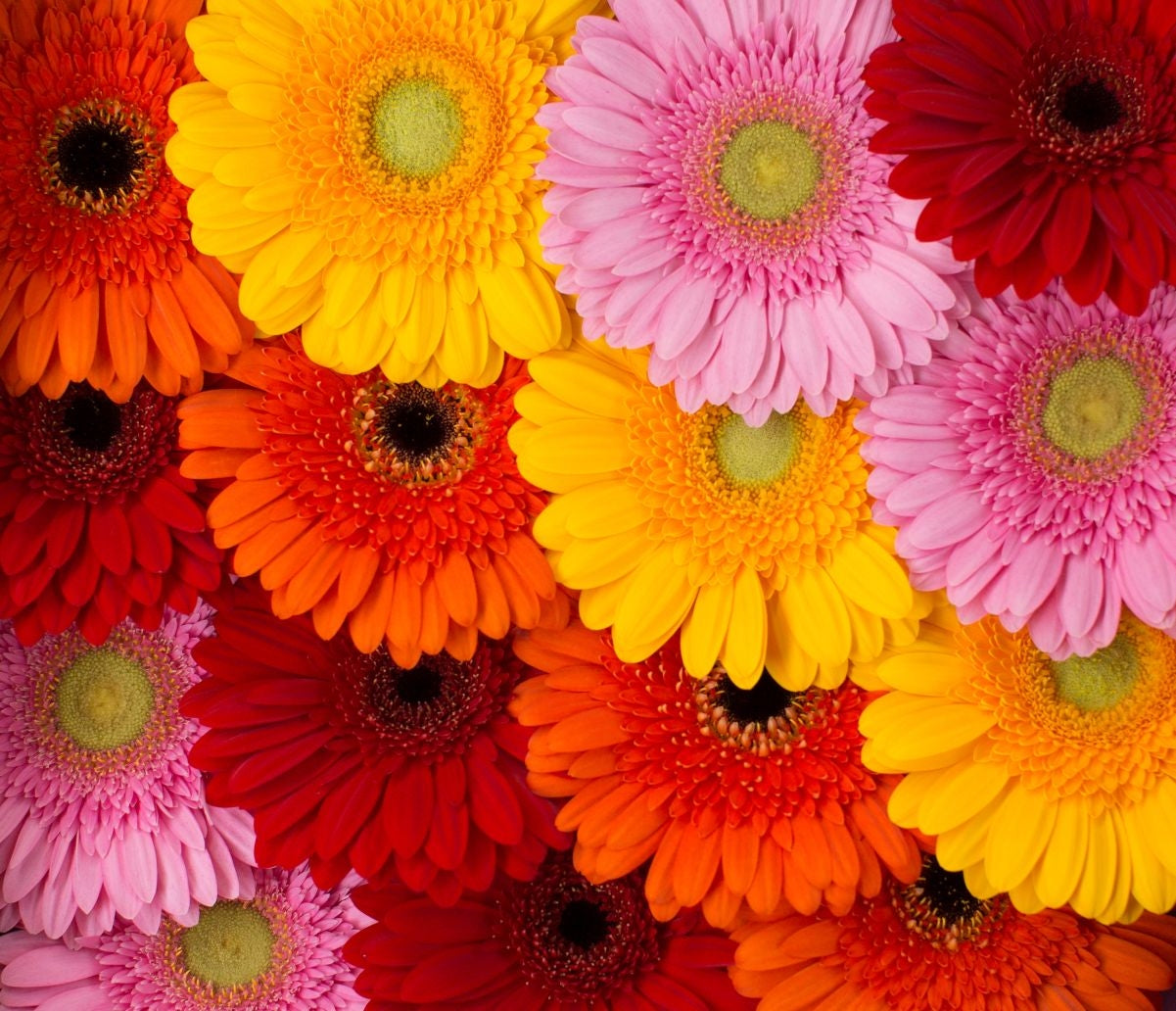 Gerbera kleurenmixen