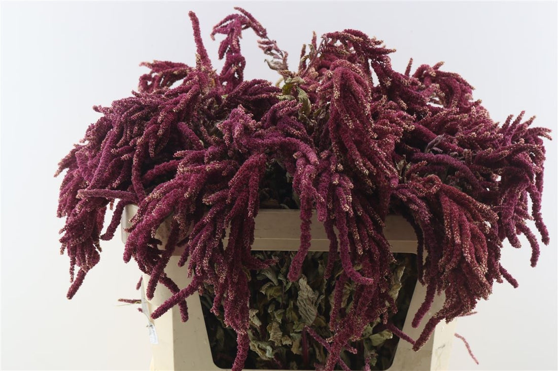 Gedroogde Amaranthus Caudatus rood