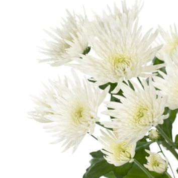 5 Chrysanthemum Spider