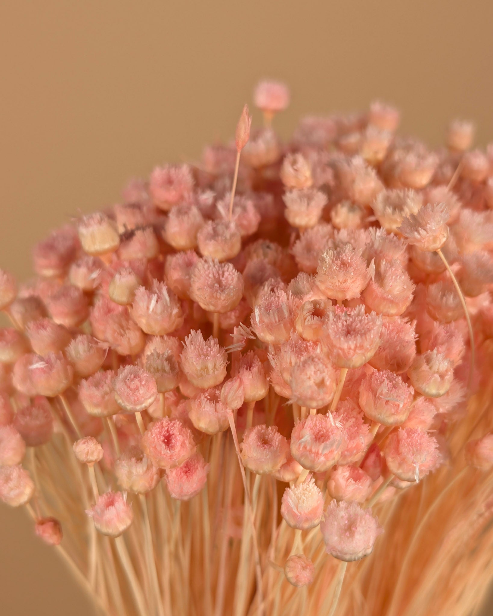 Dried Cardoon Distel Oranje Painted