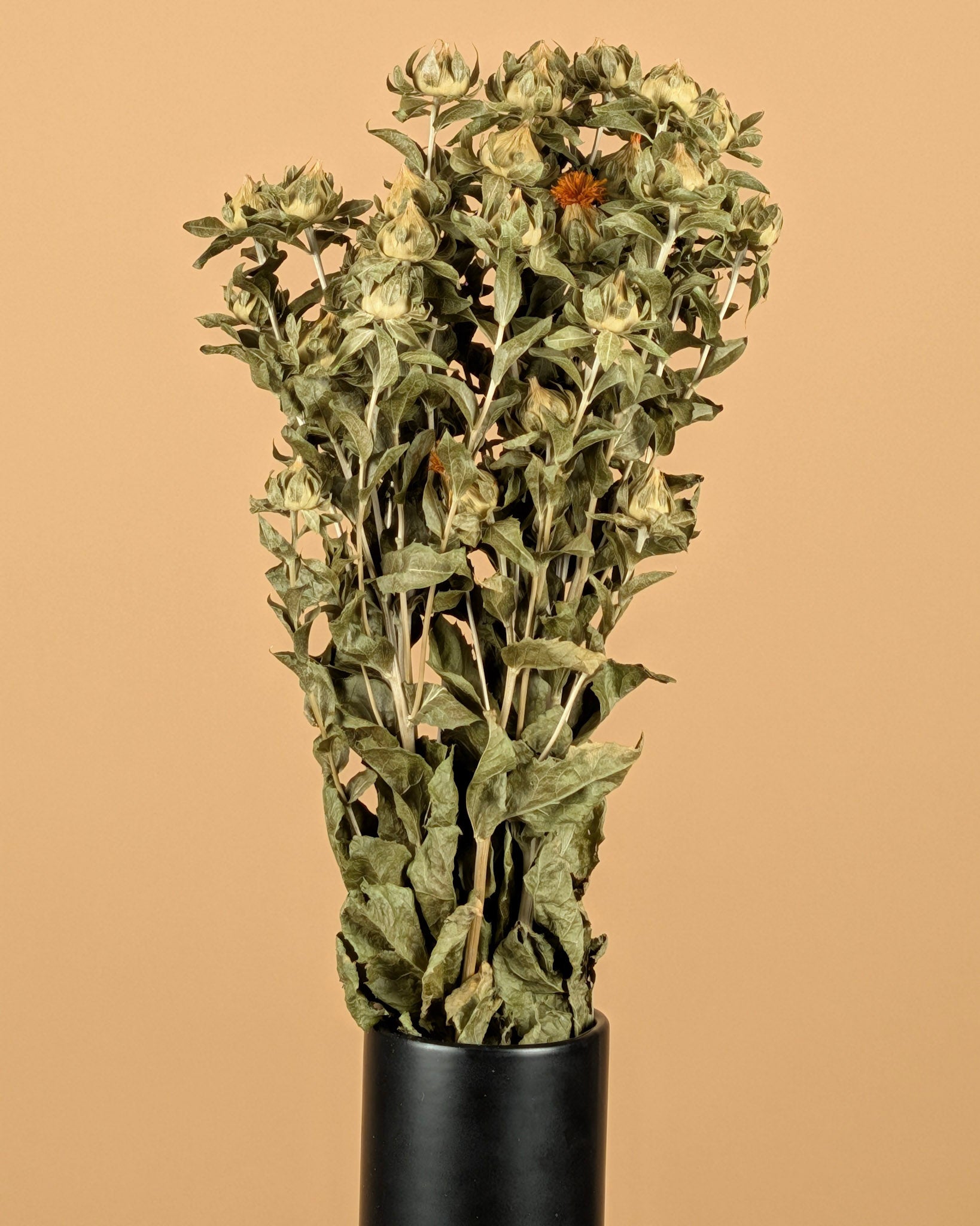 Dried Carthamus Green (natural)